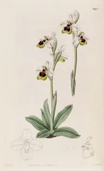 Kuva Ophrys tenthredinifera